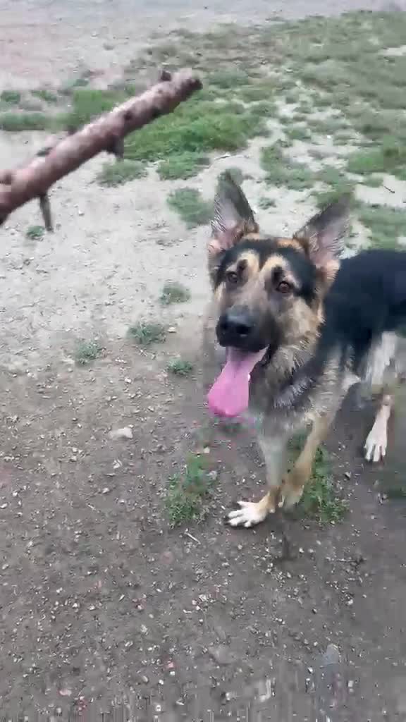 German Shepherd dogs for sale: Male German Sheppard in Wakefield - Video 1
