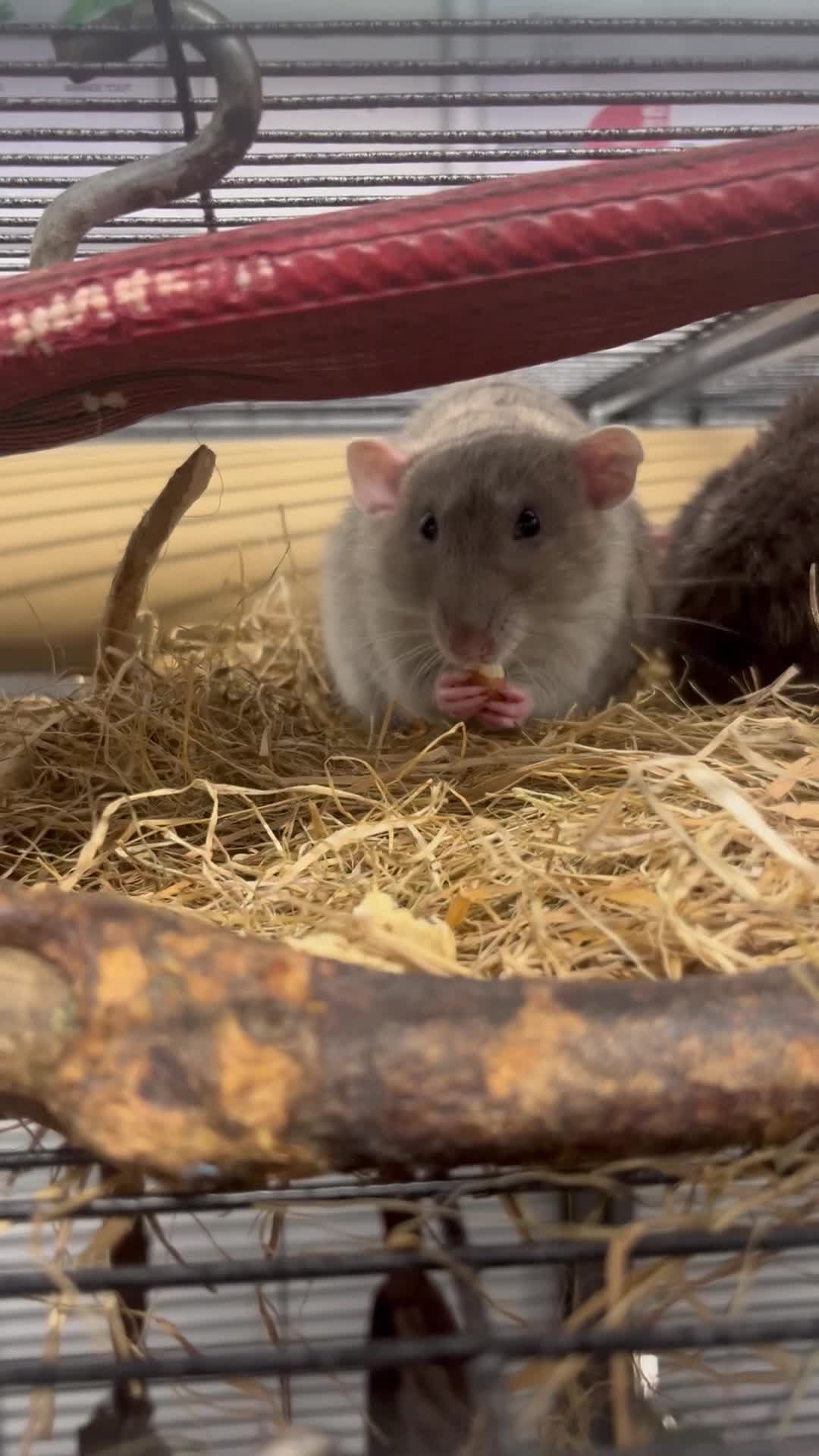 Rat rodents for sale: Two male rats  - Video 2