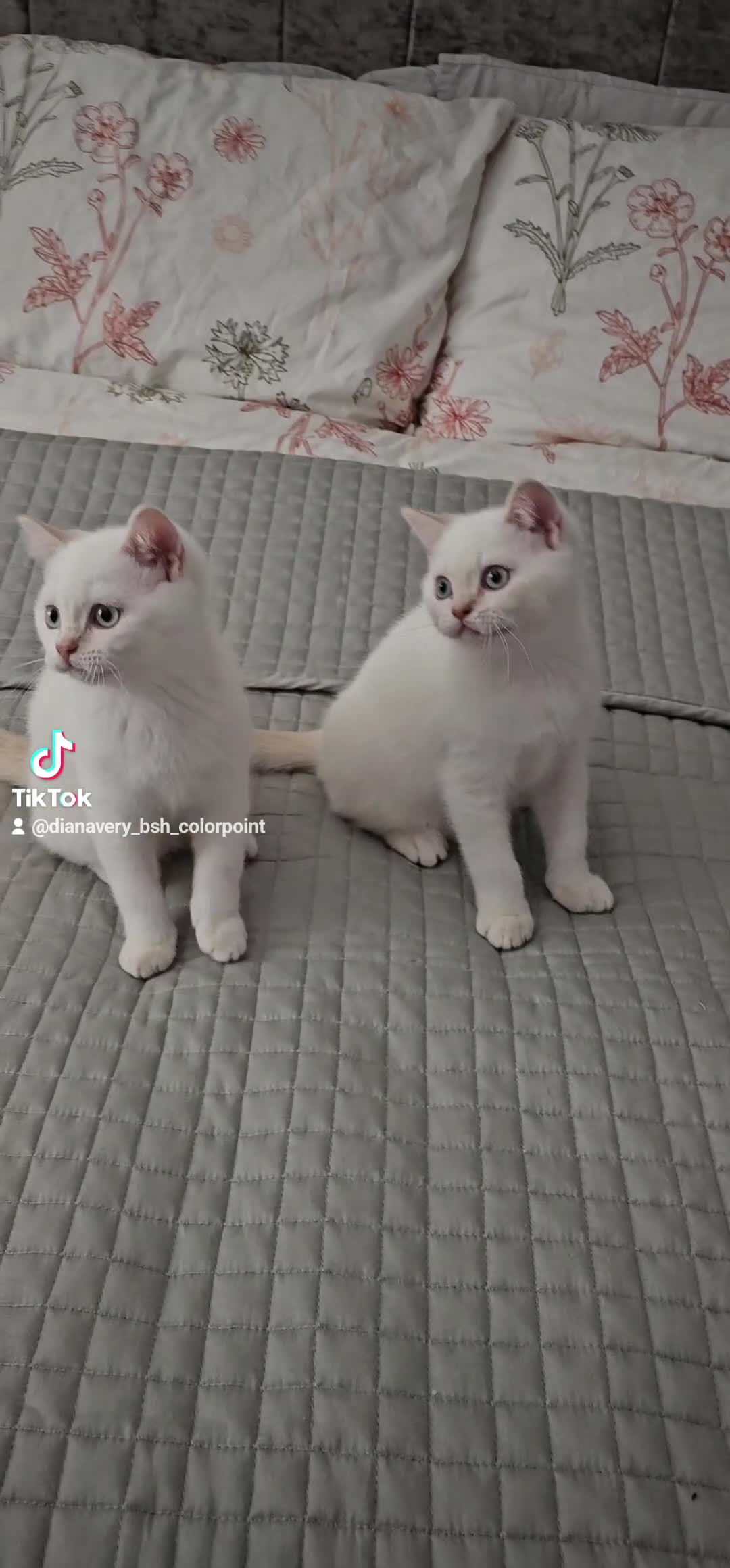British Shorthair cats for sale: GCCF reg, Stunning Colourpoint Kittens - Video 3