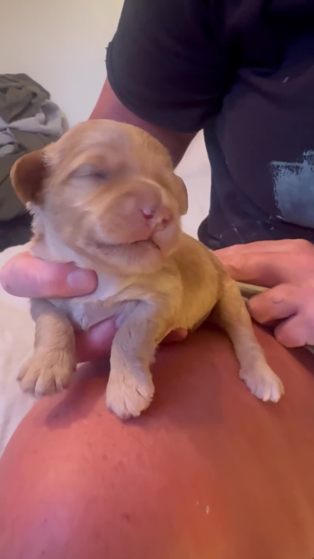 Mixed Breed dogs for sale: Puppies born! 2 remaining available  - Video 2