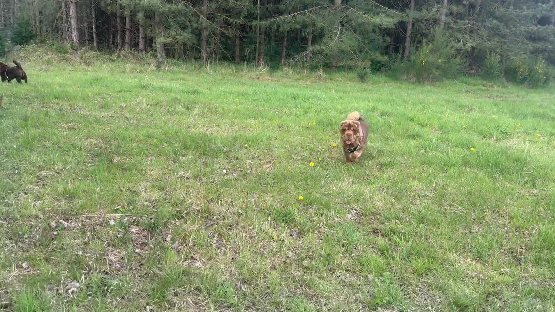 Shar Pei dogs for stud: Choc and tan top quality Sharpei stud  - Video 2
