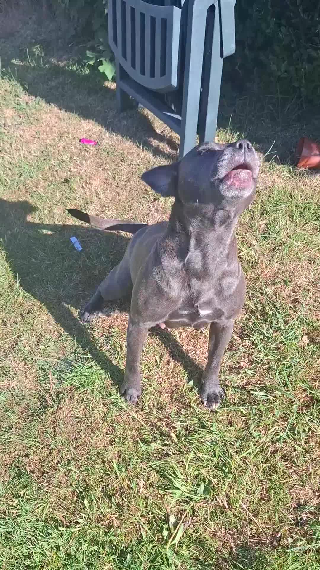 Staffordshire Bull Terrier dogs for sale: Blue KC Registered staffordshire bull terriers  - Video 1