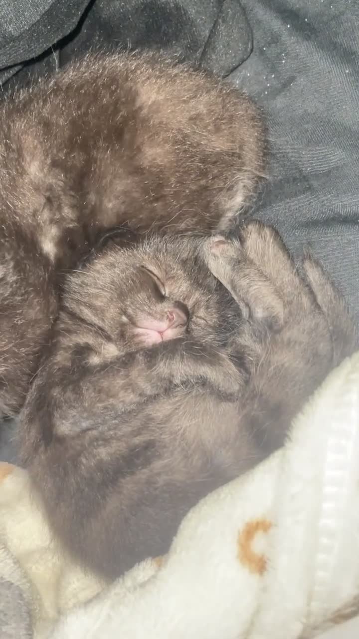 British Shorthair cats for sale: 3 shorthair domestic kittens ready to go 24thApril in Luton - Video 1