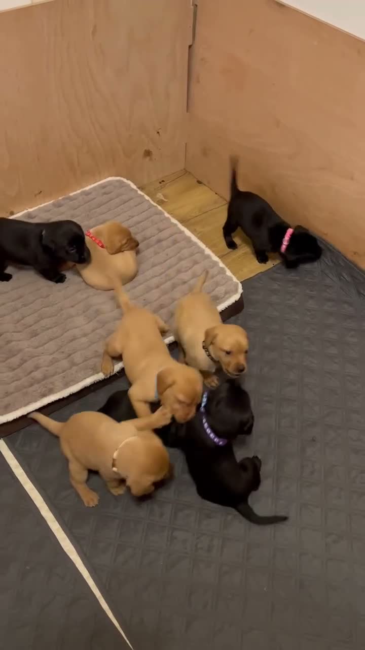 Labrador Retriever dogs for sale:  FTW Sired Working Labrador Pups – Black & Fox Red - Video 1