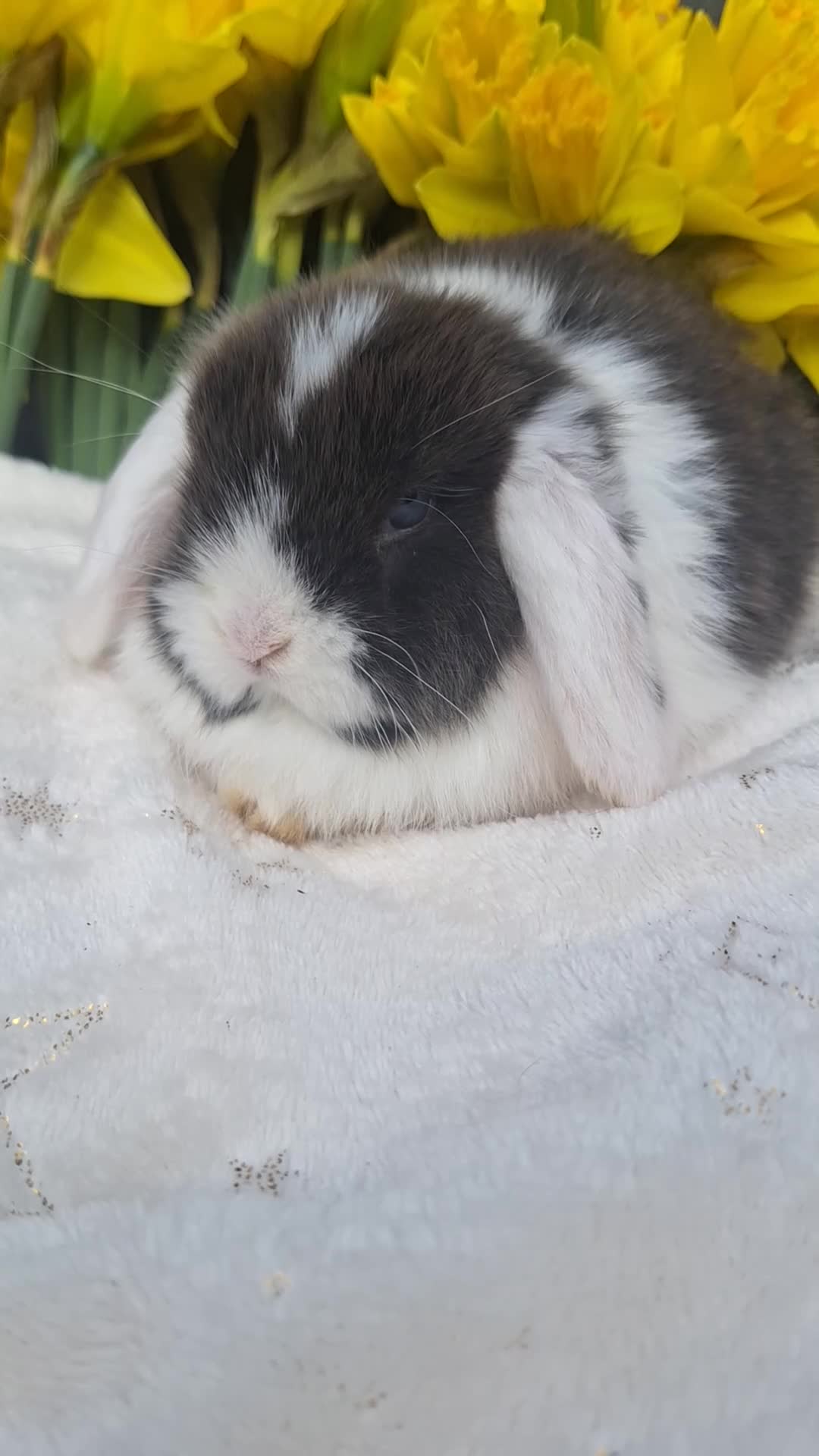 Mini Lop rabbits for sale: Pure bred mini lop babie rabbits 🐇  - Video 2