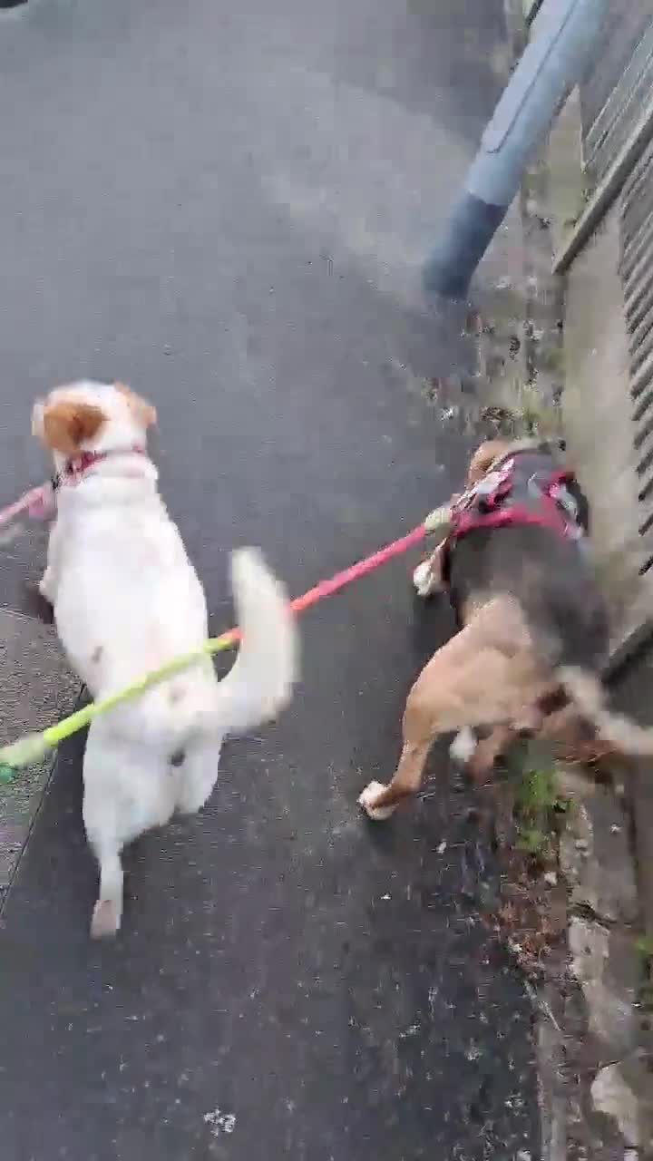 Mixed Breed dogs for adoption: Schnuppi is ready for her forever family! in Atherstone - Video 1