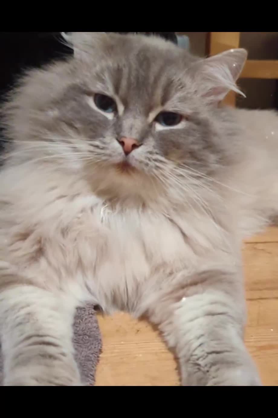Ragdoll cats for stud: King Baloo👑💖 - Video 1