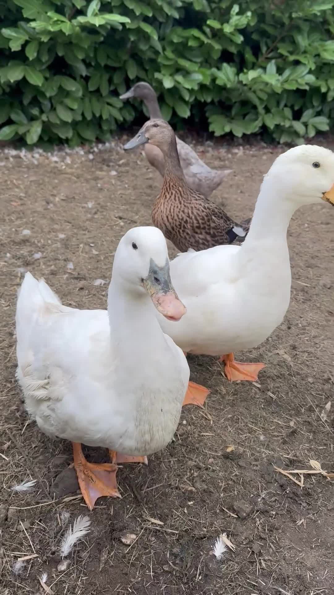 Ducks poultry for sale: Aylesbury Ducks for sale - Video 1