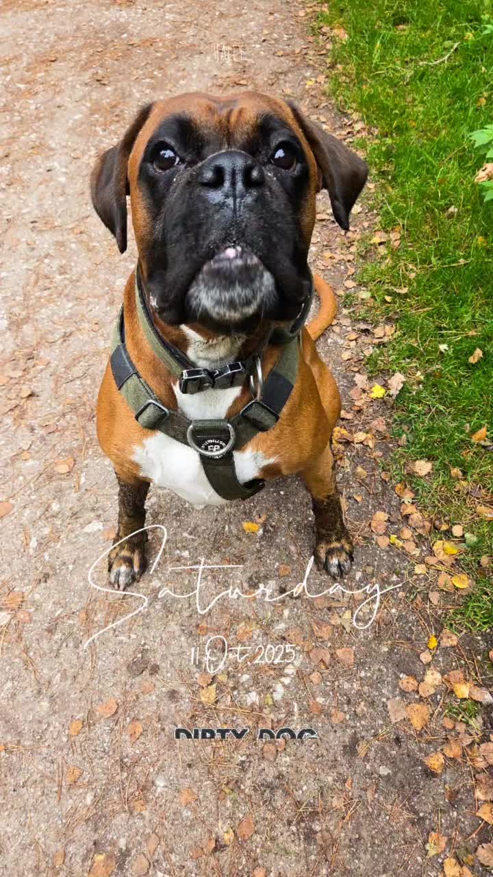 Boxer dogs for stud: Male boxer aged 2 ready for stud duties 🥰 - Video 1