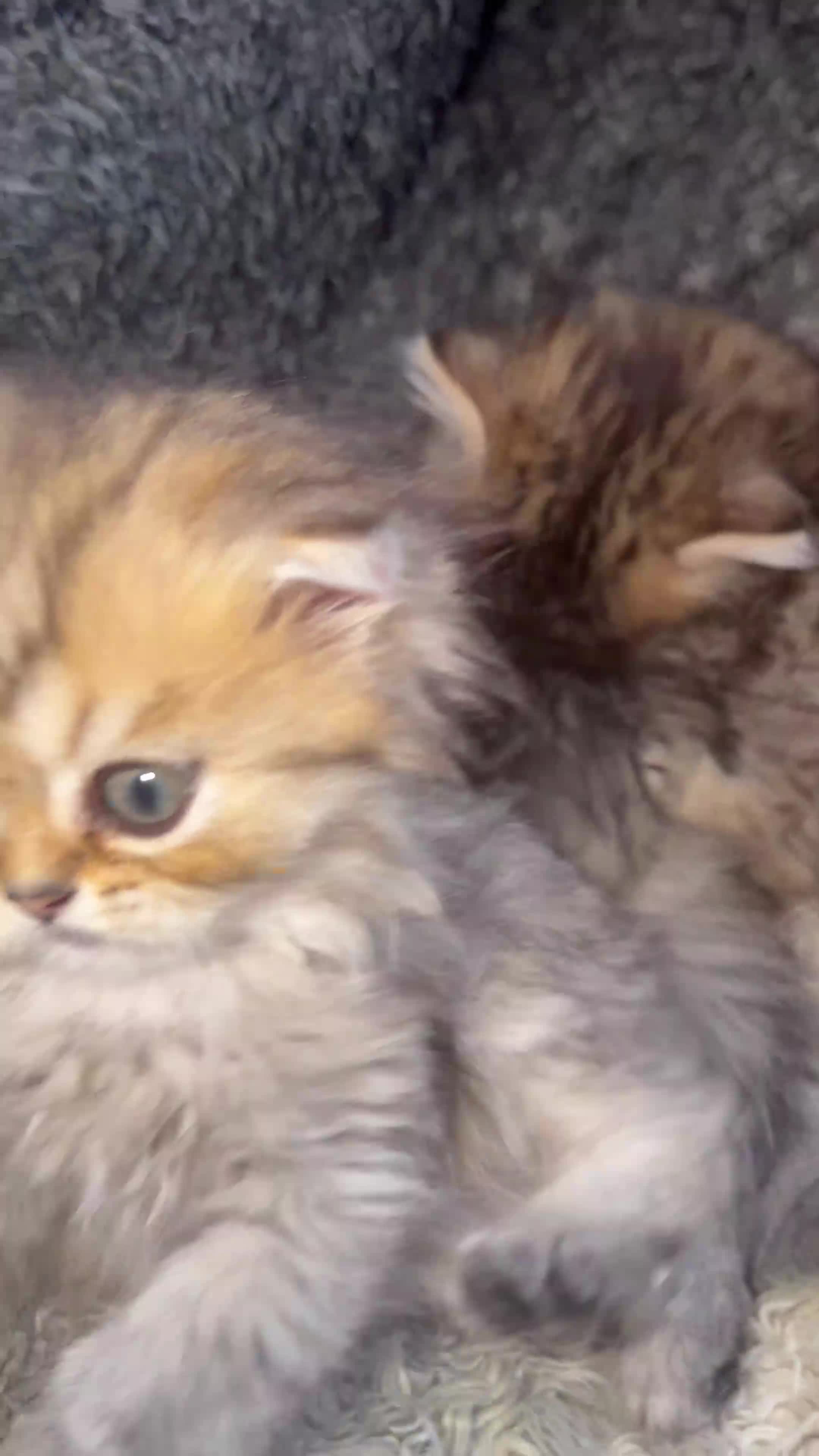 Persian cats for sale: Stunning Golden Shaded Persian Kitten🌟Teddy Bear - Video 1