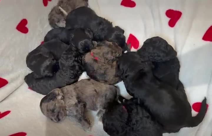 Cockapoo dogs for sale: Beautiful Merle Cockapoo puppies - Video 1