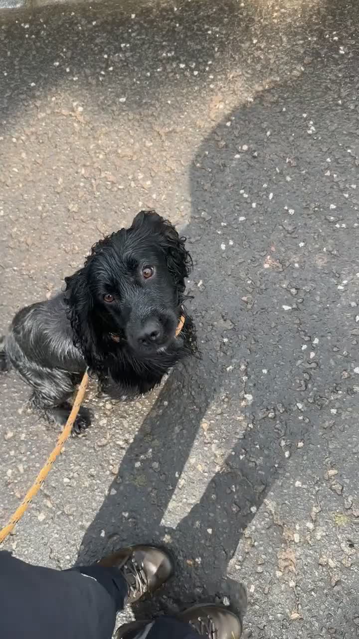 Cocker Spaniel dogs for sale: Cocker spaniel - Video 1