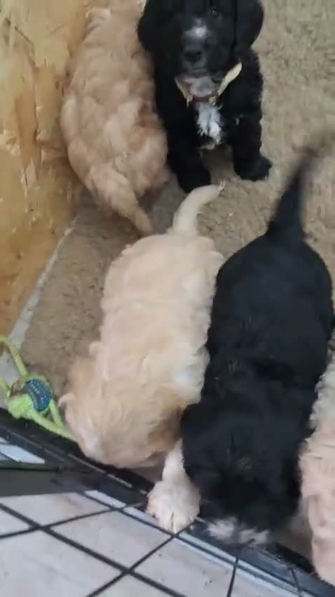 Cockapoo dogs for sale: Cockapoo Puppies Colchester - Video 3