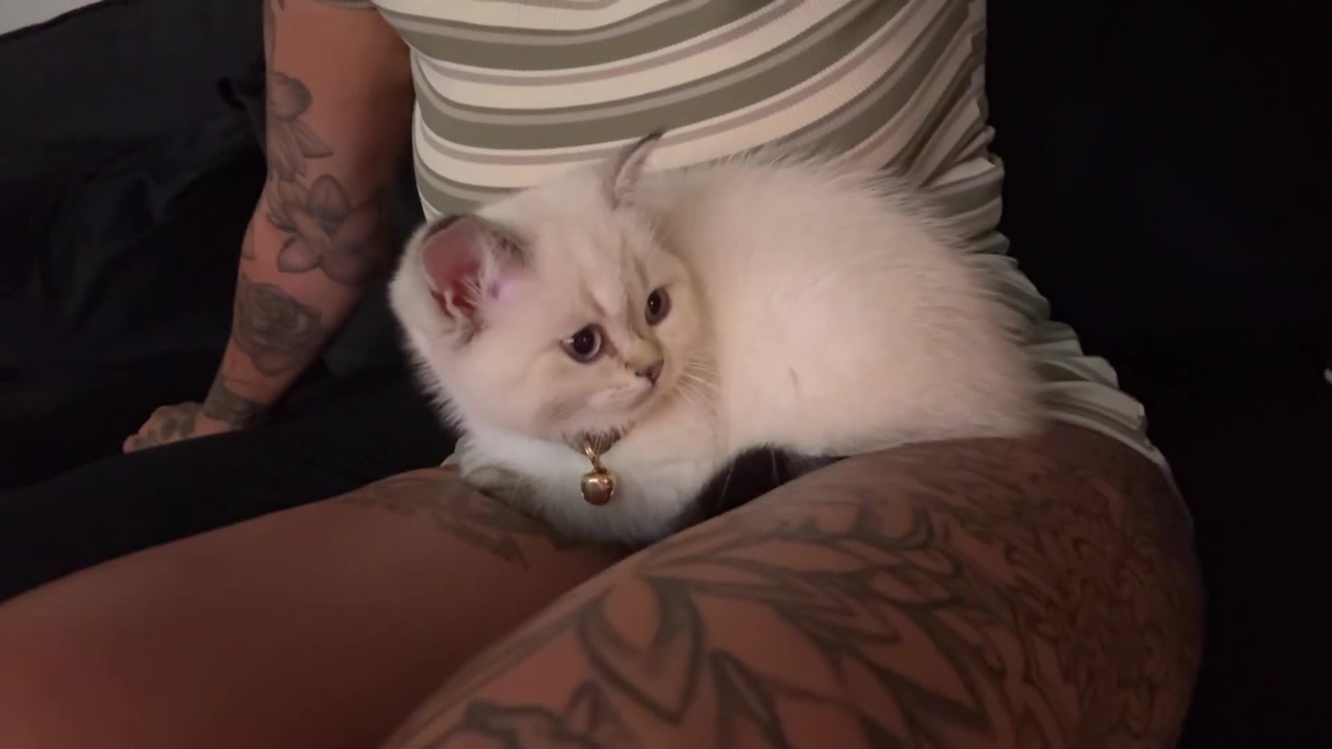 Scottish Fold cats for sale: Kitten for rehome  - Video 1