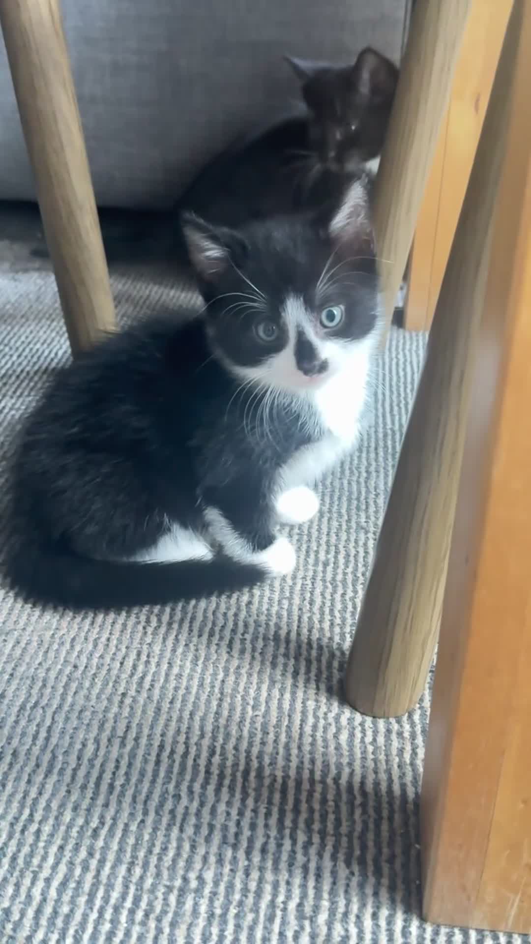 Mixed Breed cats for sale: Black & white kitten - Video 2
