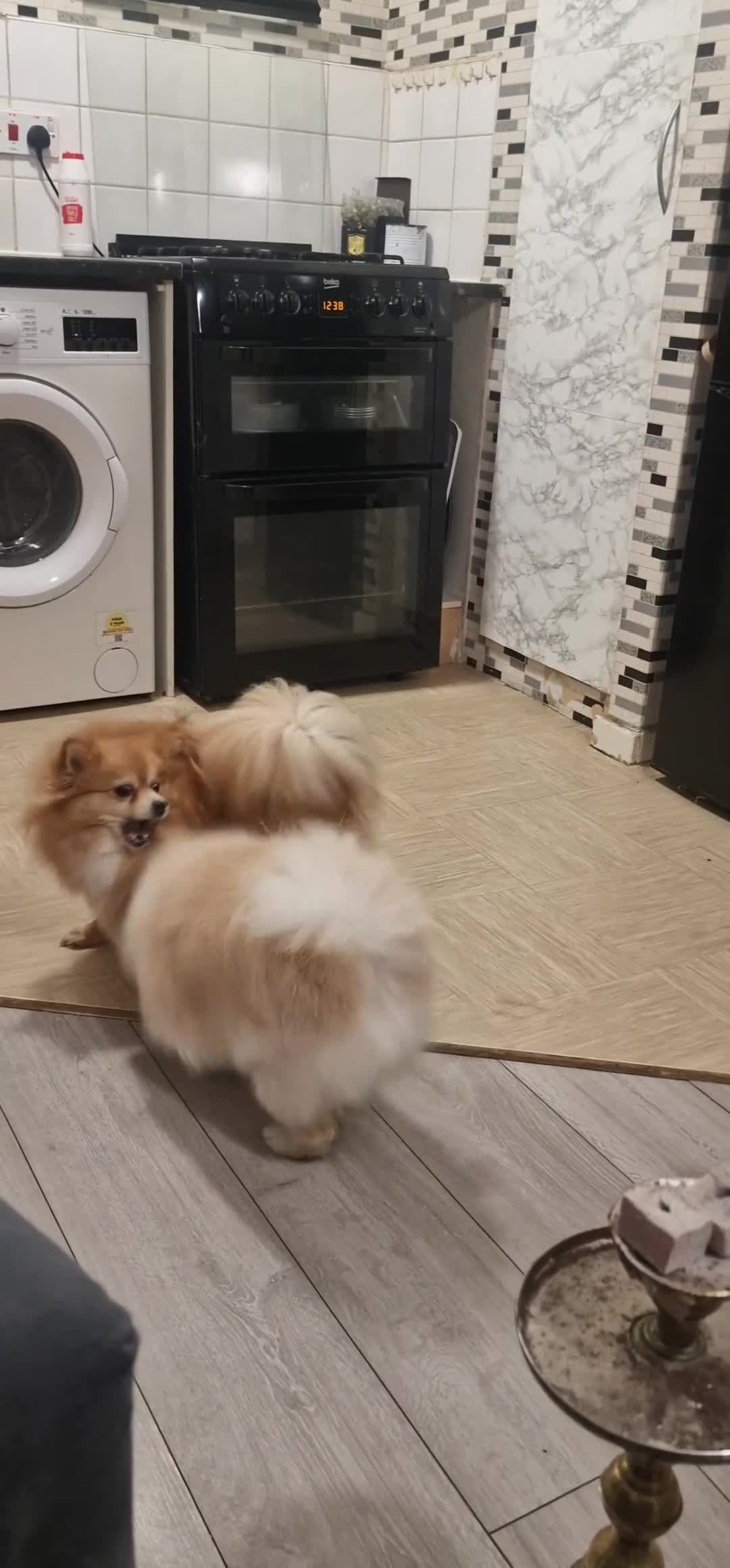 Pomeranian dogs for sale: pomerian  - Video 1