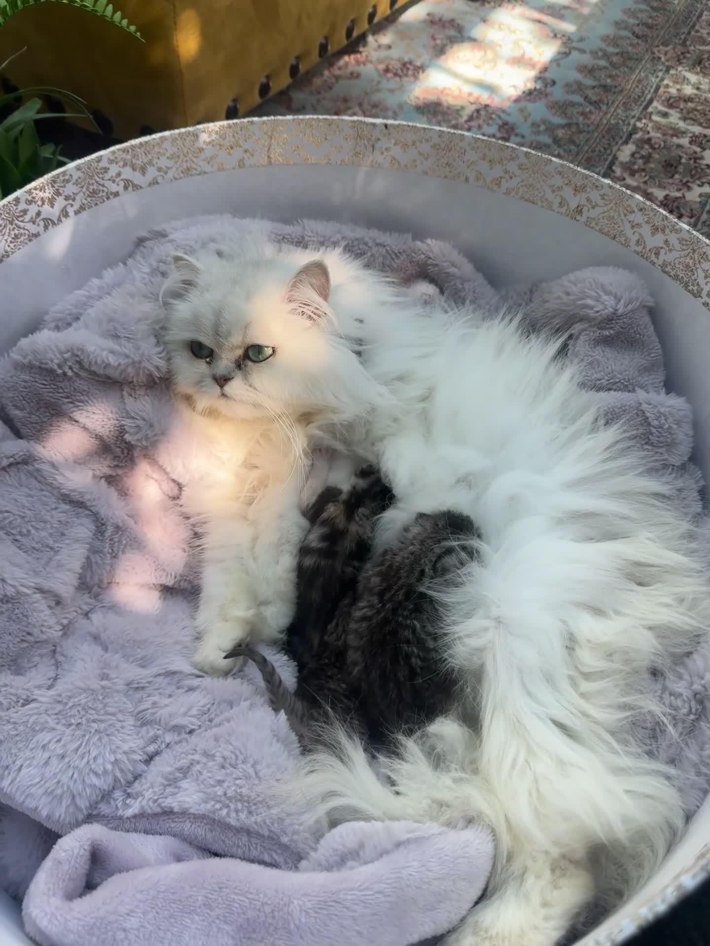 Persian cats for sale: Beautiful kittens mother is a Persian  in Birmingham - Video 3