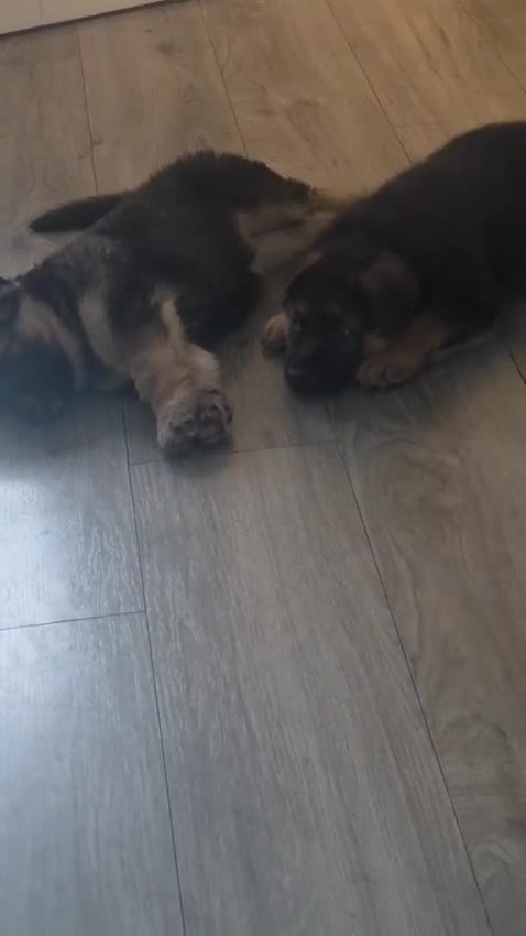 German Shepherd dogs for sale: German Shepherd Pups in Newcastle - Video 2