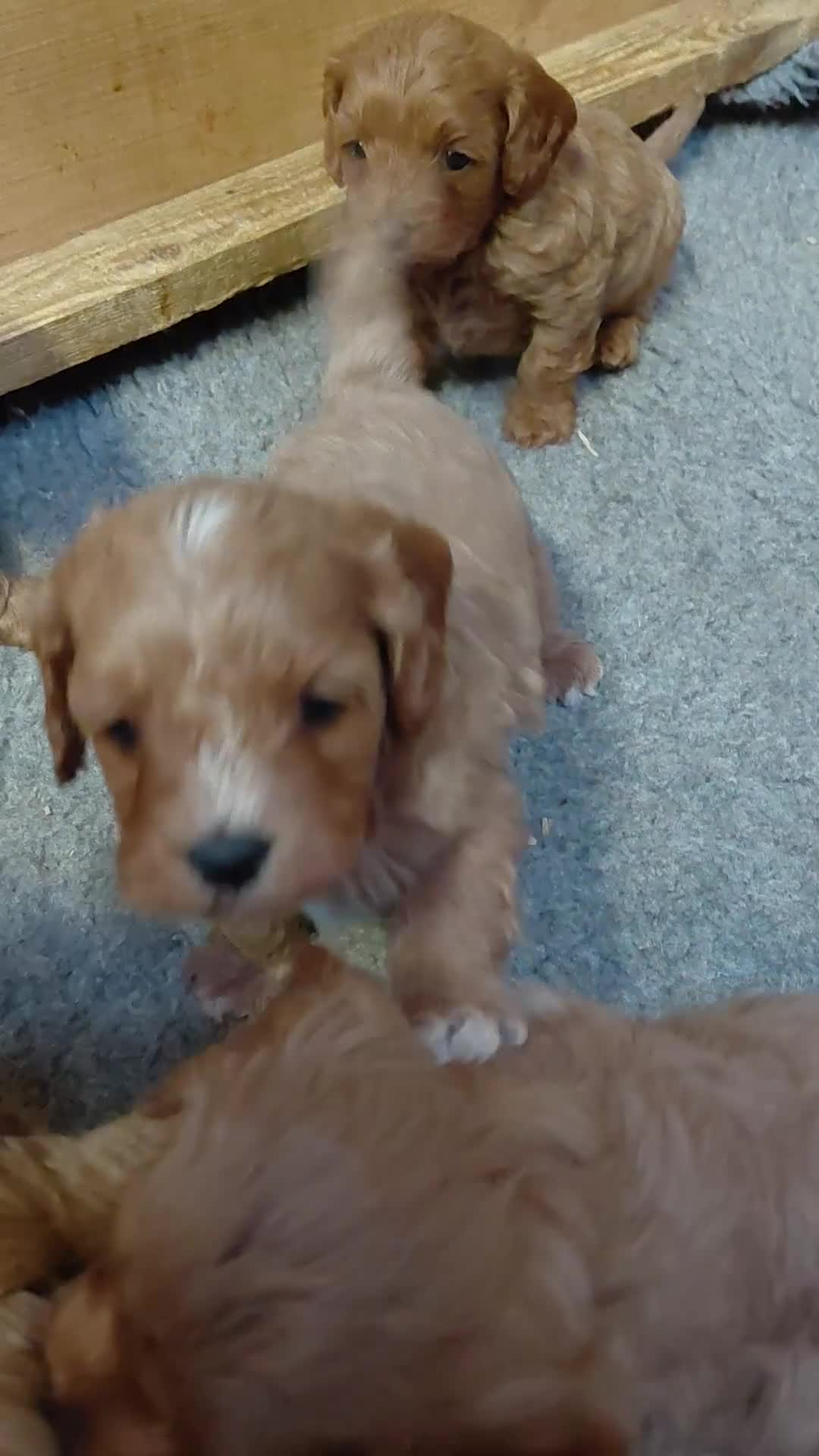 Cavapoo dogs for sale: Toy Red Cavapoos  - Video 1