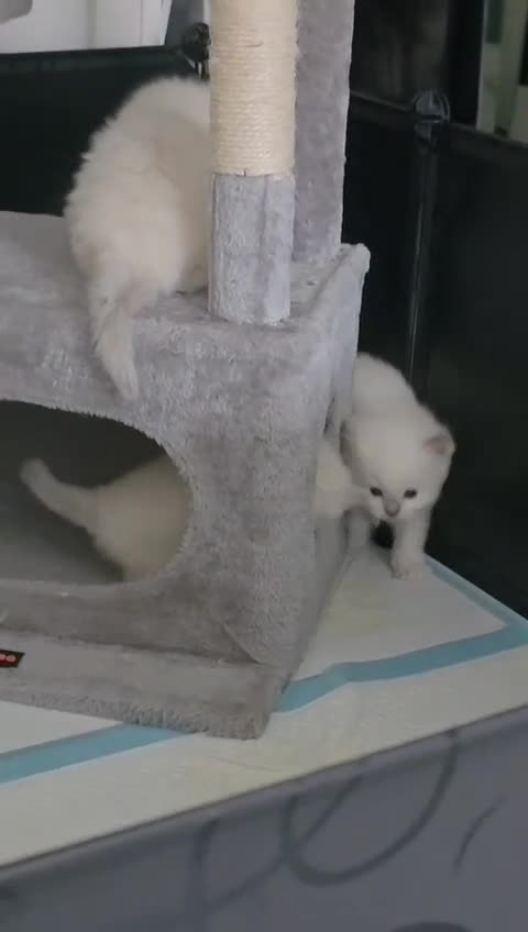 Ragdoll cats for sale: Beautiful Ragdoll Kittens  - Video 1