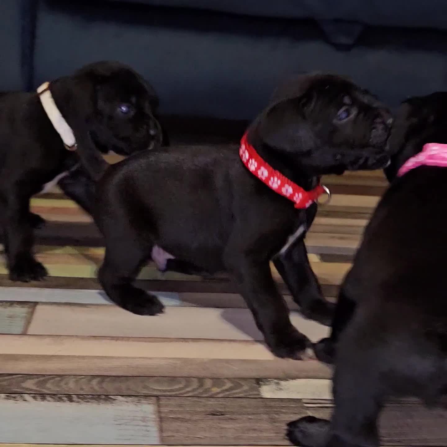 Mixed Breed dogs for sale: French bulldog x German short haired puppies - Video 2