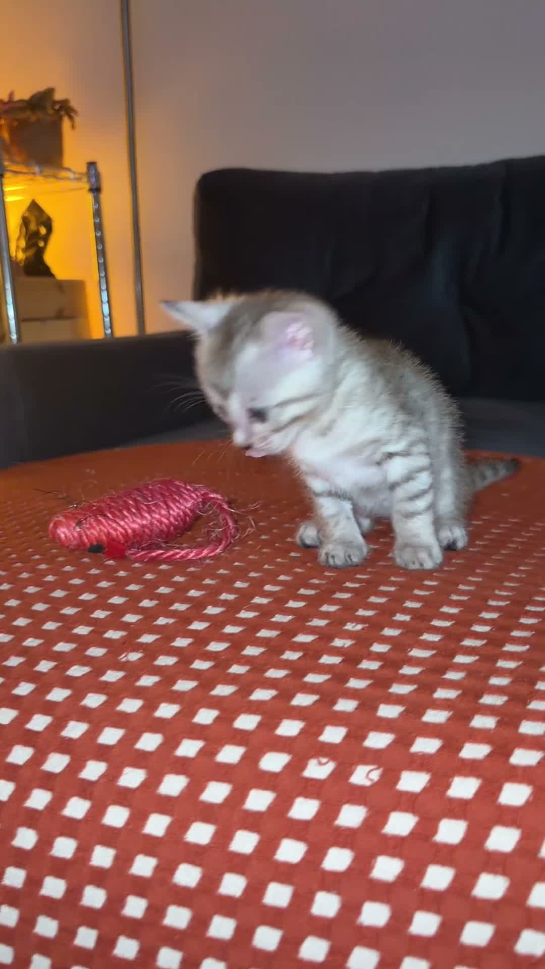 Bengal cats for sale: Bengal Kittens - Video 2