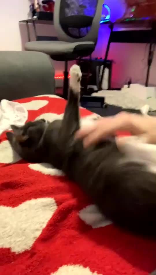 Mixed Breed cats for sale: Grey male cat - Video 1