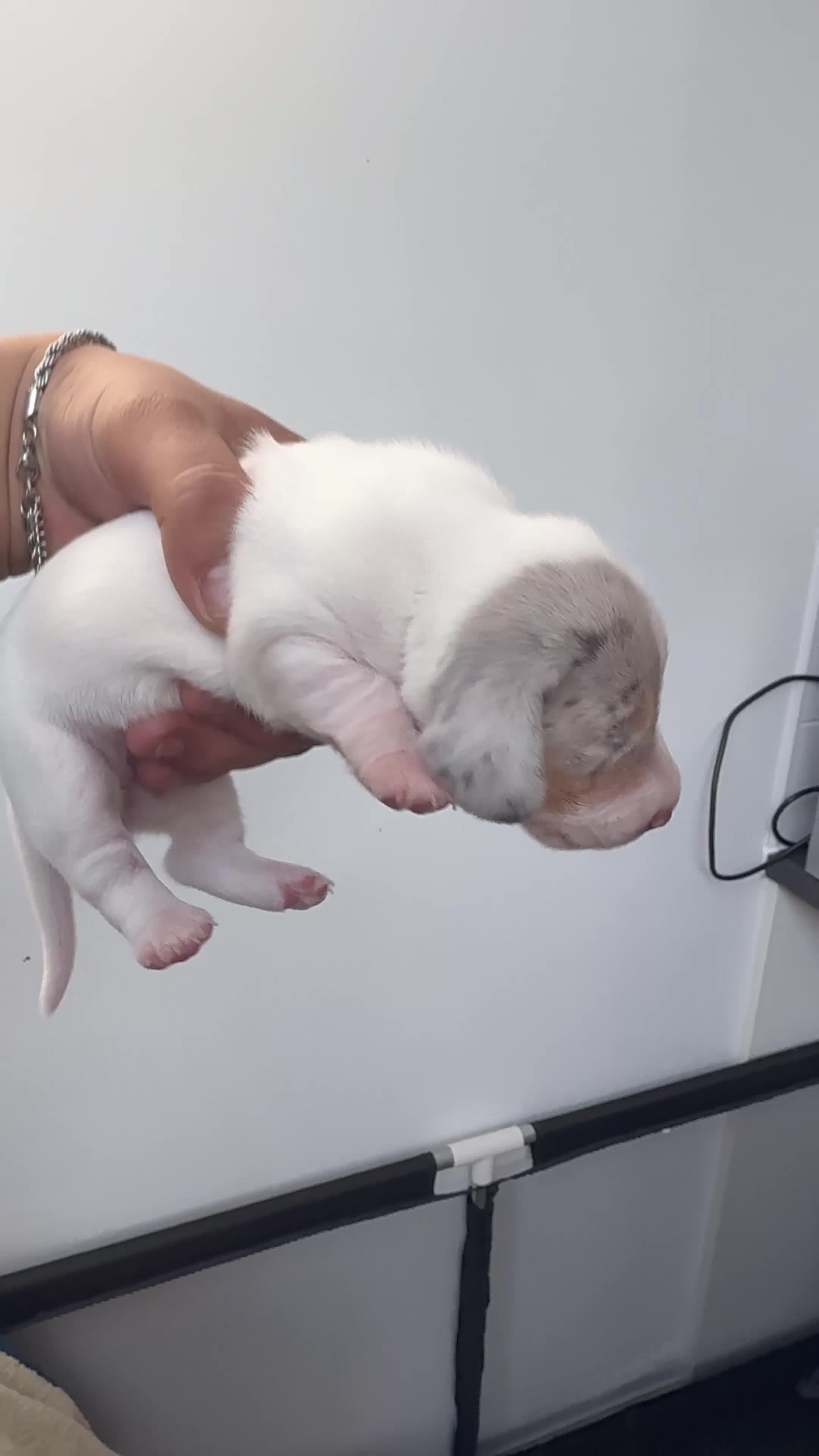 Miniature Dachshund dogs for sale: Miniature Dachshund Pups🤩 1 boy & girl available! - Video 1