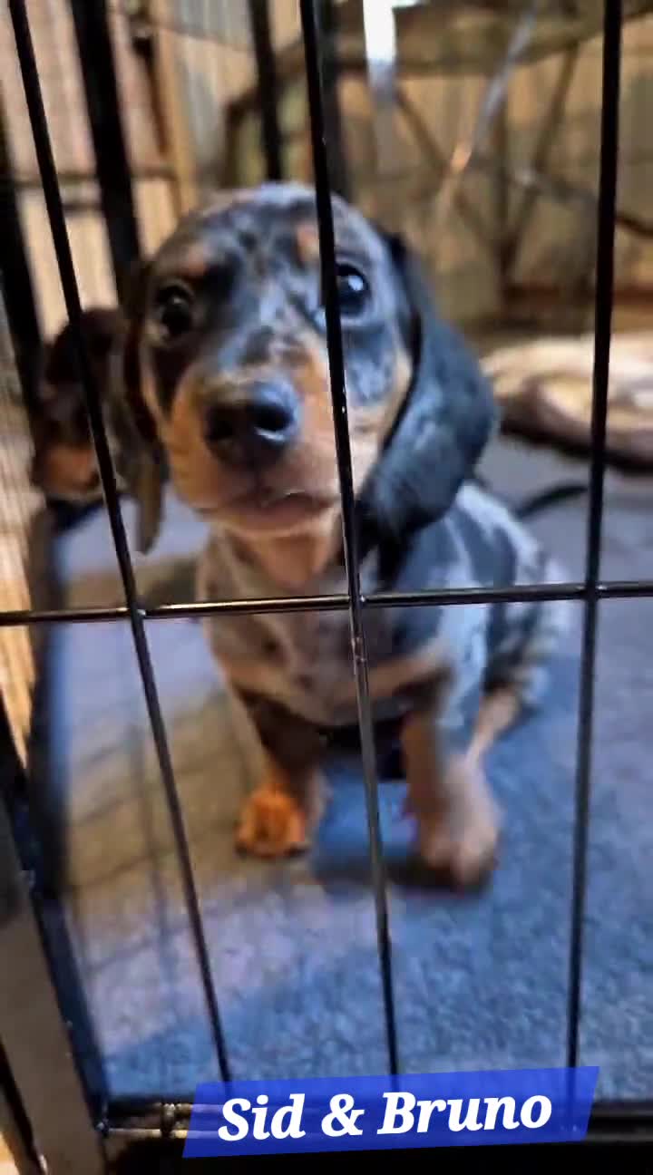 Miniature Dachshund dogs for sale: 🐾KC Silver Dapple - Elite Show Lines - 2.2% COI🐾 - Video 1