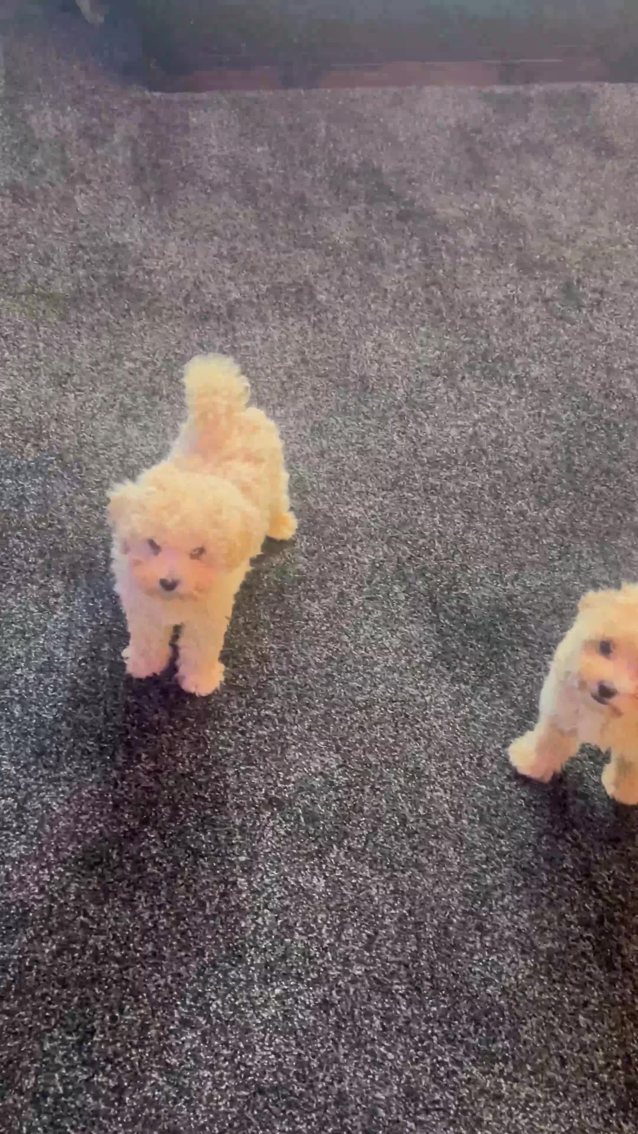 Maltipoo dogs for sale: MALTIPOOS!!! - Video 1