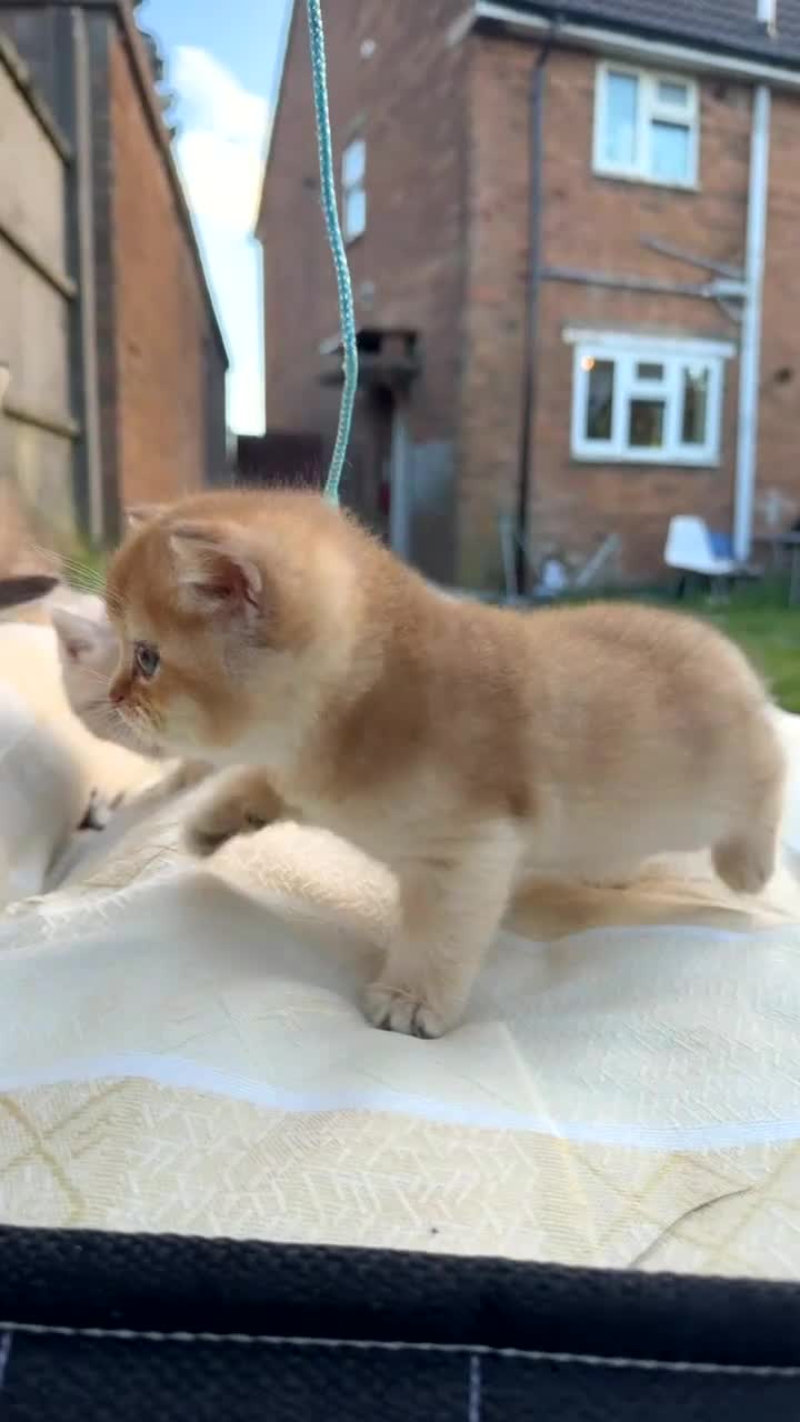 British Shorthair cats for sale: British cats - Video 3