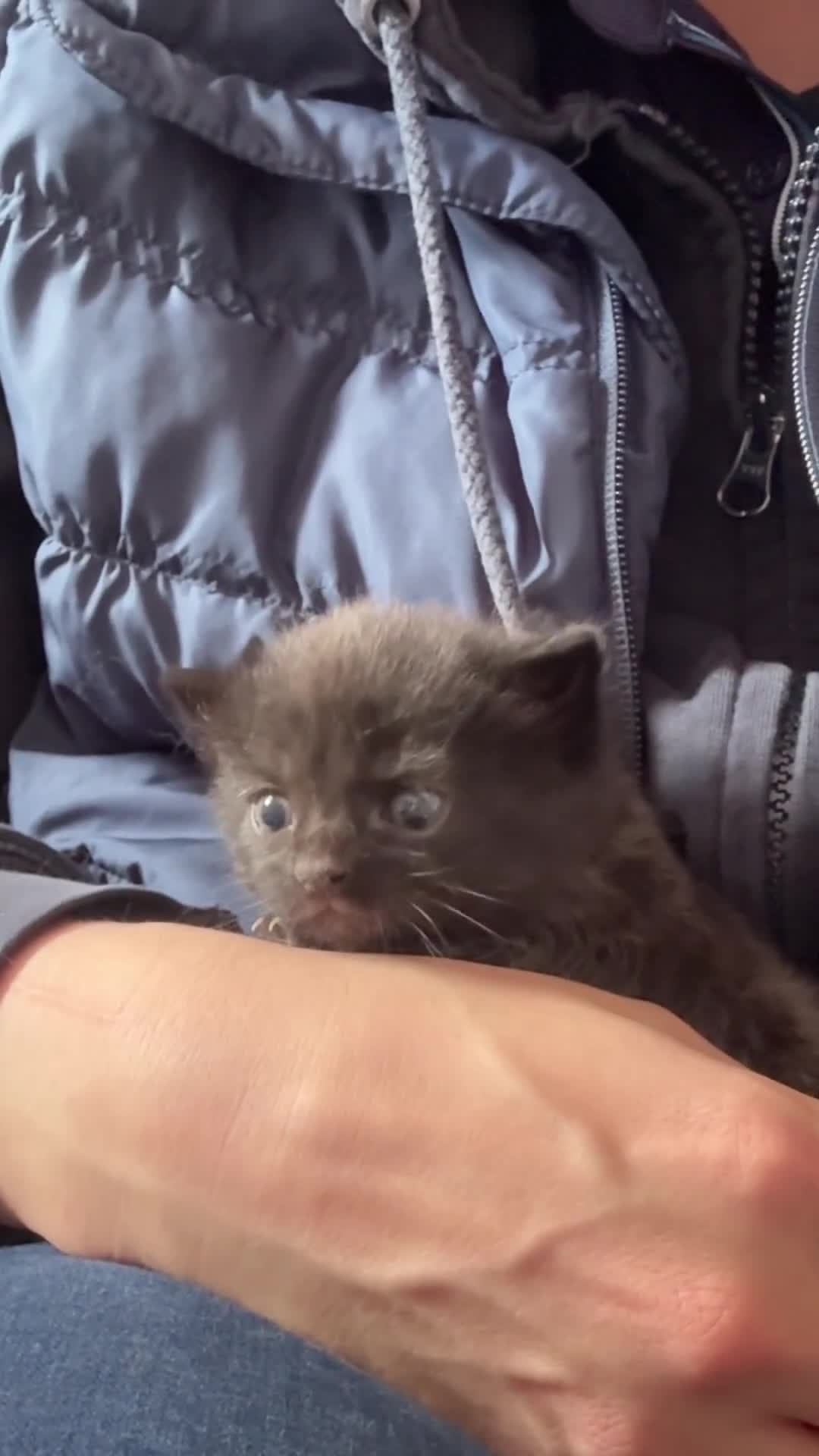 Domestic Shorthair cats for sale: Kittens  - Video 1