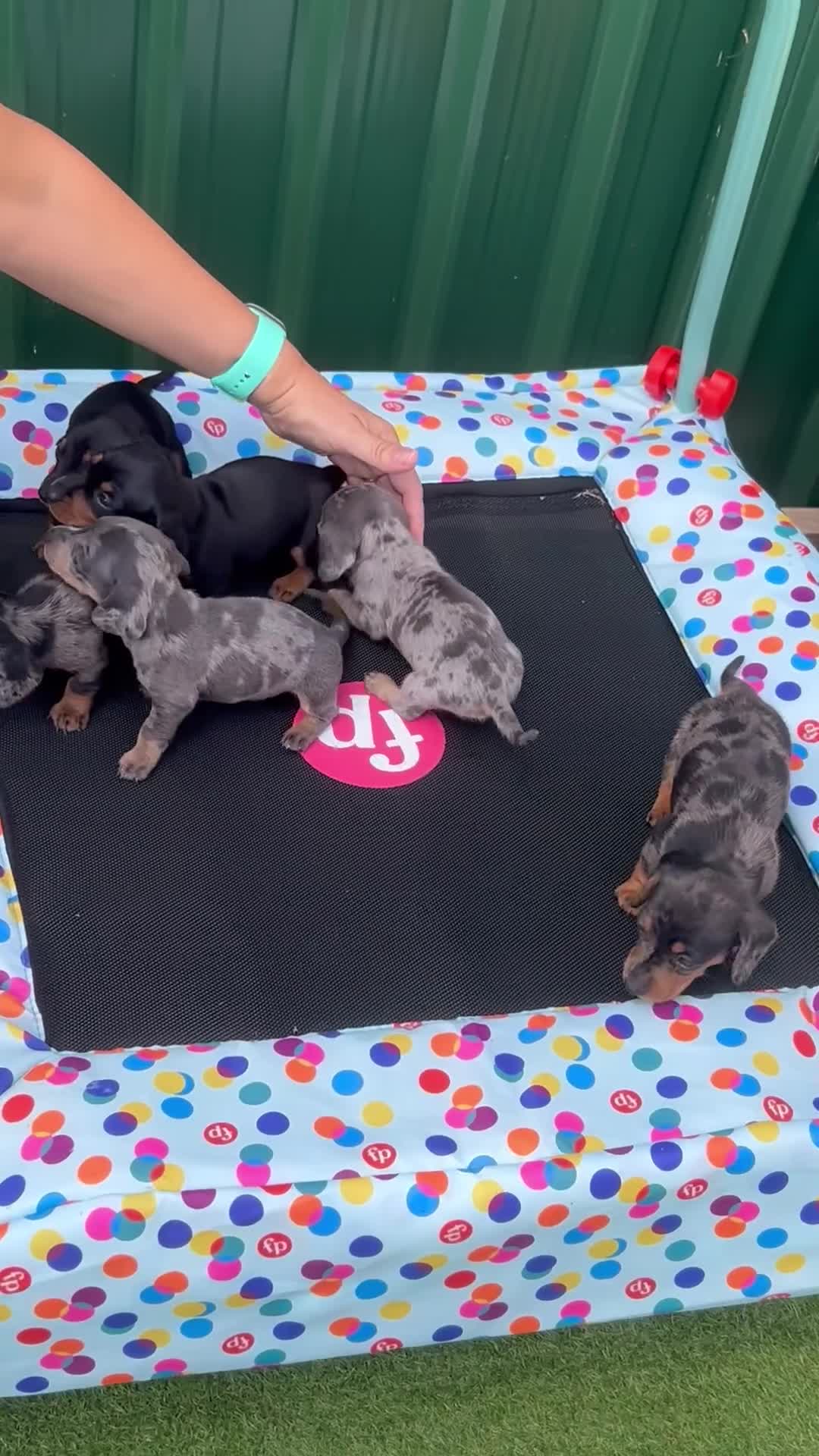Miniature Dachshund dogs for sale: Six beautiful miniature Dachshunds - Video 1
