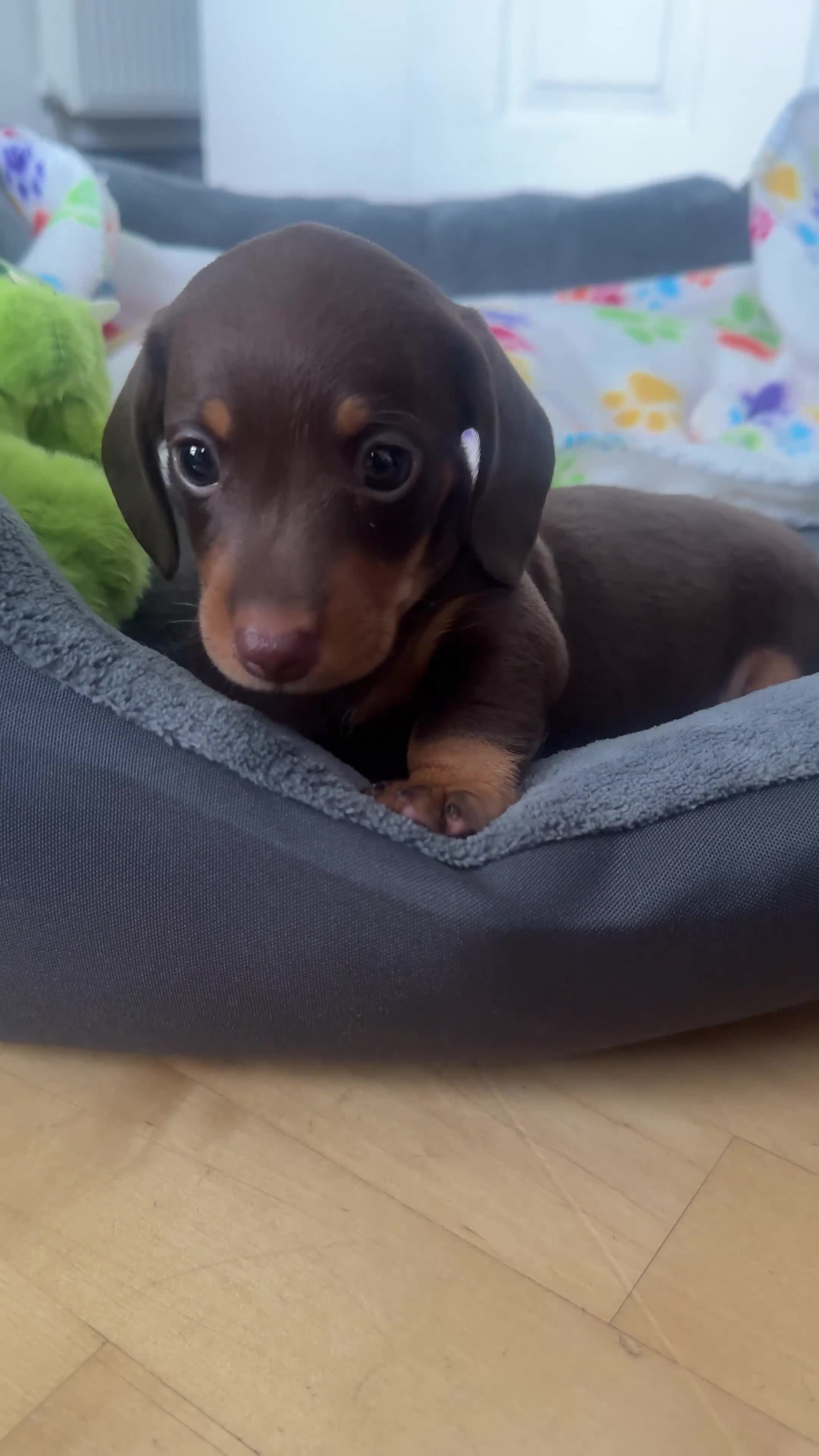 Miniature Dachshund dogs for sale: Mini Dachshund Puppy for Sale  - Video 1