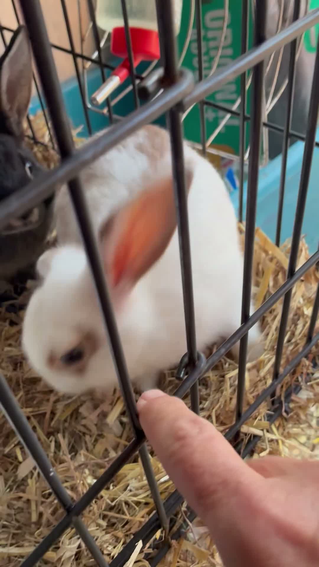 Mixed Breed rabbits for sale: Beautiful Mixed Breed Baby Rabbits  - Video 3