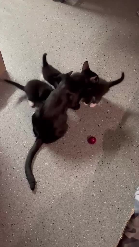 British Longhair cats for sale: Adorable Kittens Looking for Homes! - Video 2