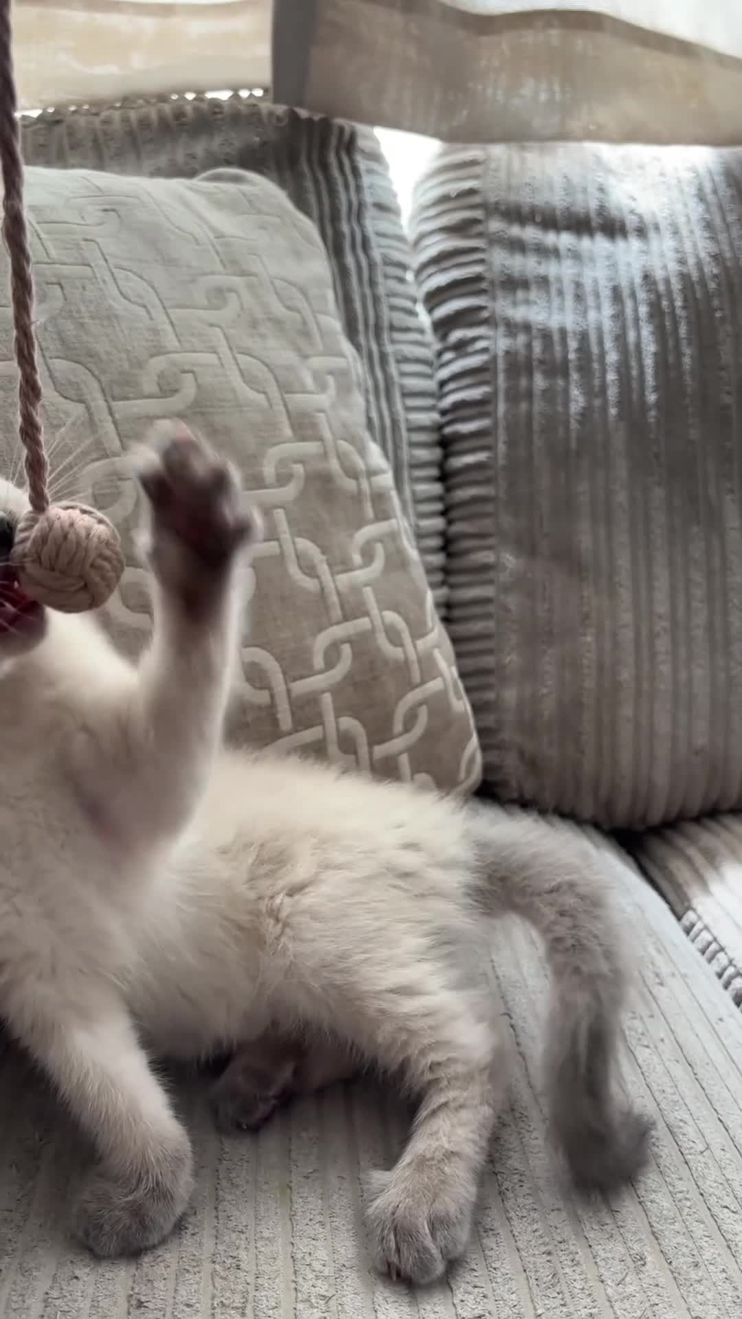 Ragdoll cats for sale: Ragdoll x mink tonkinese kittens - Video 1