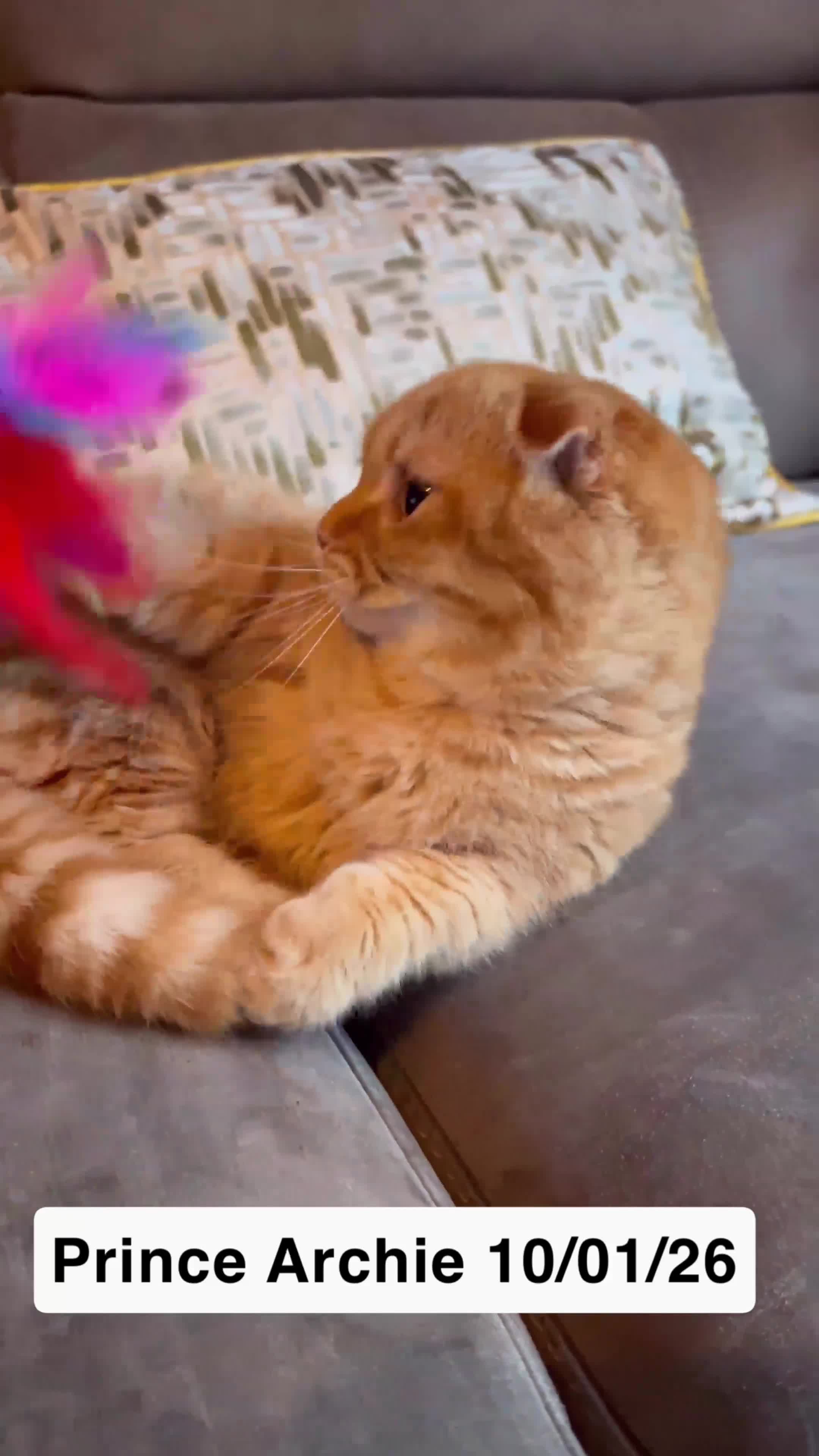 Munchkin cats for sale: Exceptional Quality & Rare Persian Napoleon Minuet - Video 2