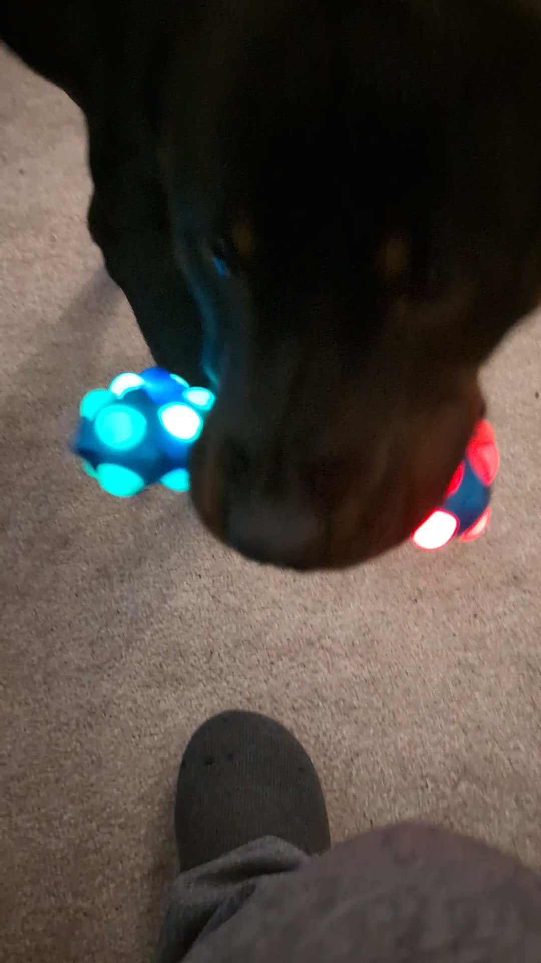 Rottweiler dogs for sale: Max 10 month old Rottweiler boy  - Video 2