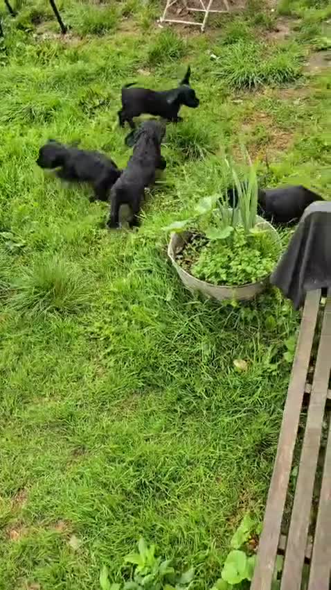 Cocker Spaniel dogs for sale: Show Cocker Spaniel Puppies Homebred Licenced - Video 1