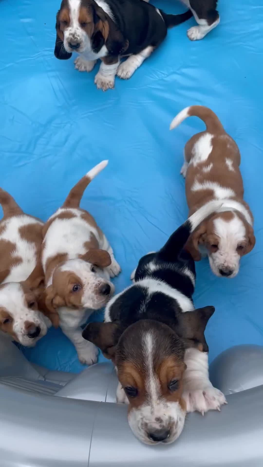Basset Hound dogs for sale: Beautiful Basset Hound Puppies in Brecon - Video 1