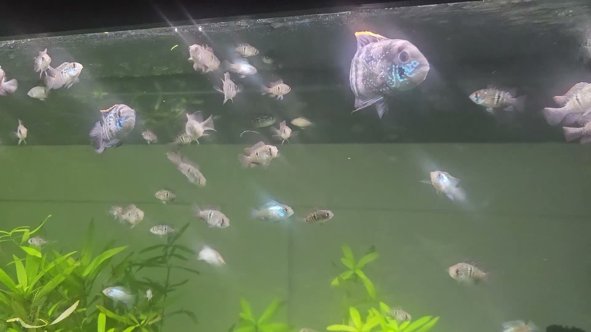Cichlids fish for sale: Blue hybrid acara cichlid  in London - Video 1