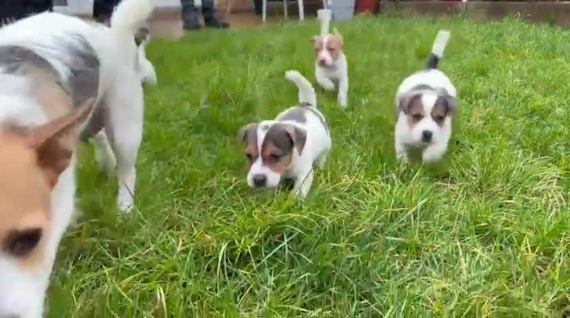 Jack Russell dogs for sale: Beautiful Jack Russell Puppy – Last One Left  - Video 2