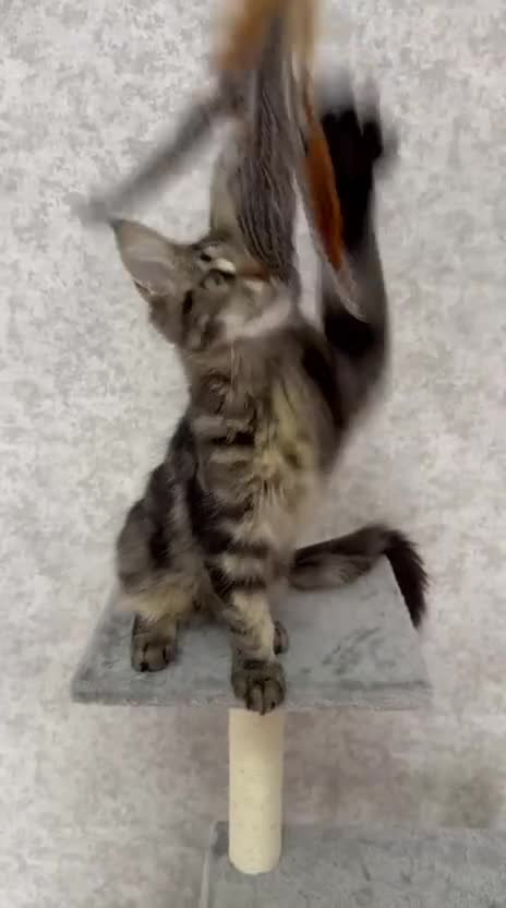 Maine Coon cats for sale: Stunning Purebred TICA Reg Maine Coon Kittens in London - Video 1