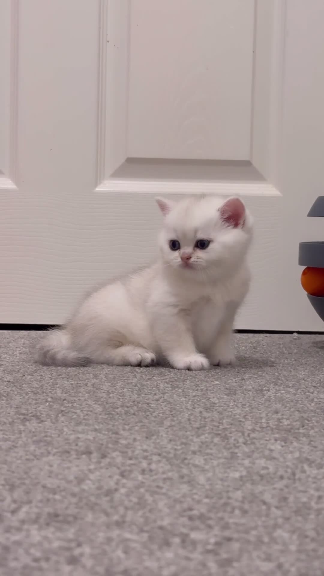 British Shorthair cats for sale: Pedigree British Shorthair kittens - Video 1