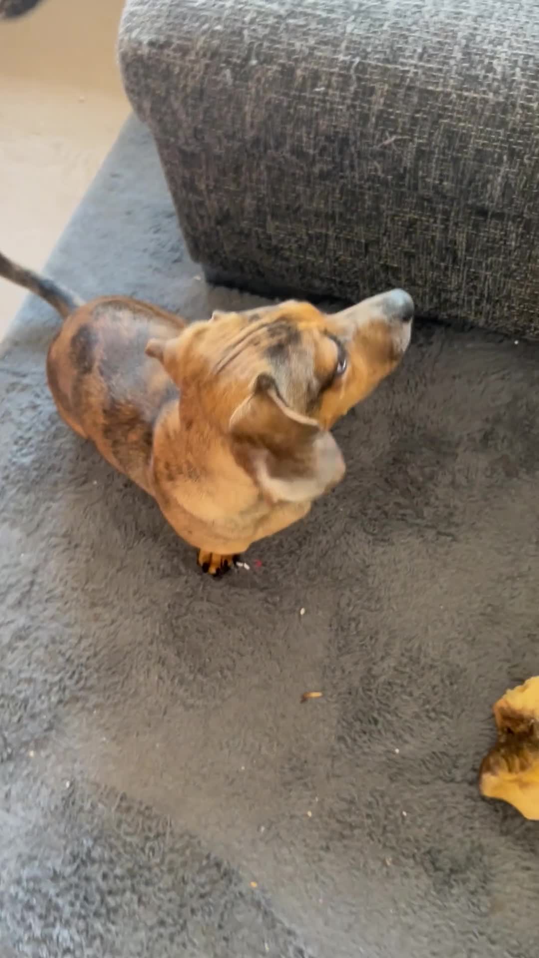Dachshund dogs for sale: Dachshund pup - Video 1
