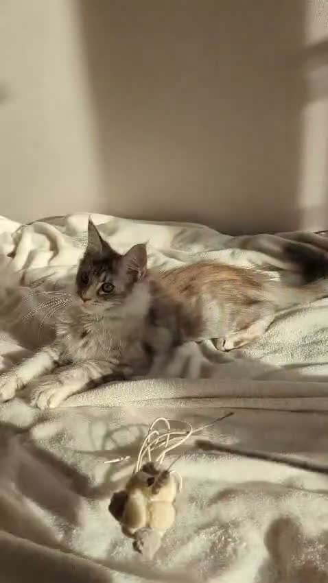 Maine Coon cats for sale: GCCF Registered Maine Coon Kittens Peterborough - Video 4