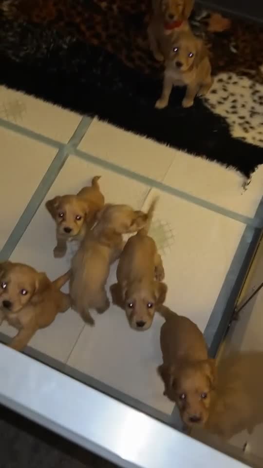 Cocker Spaniel dogs for sale: Cocker spaniels puppies***** - Video 1
