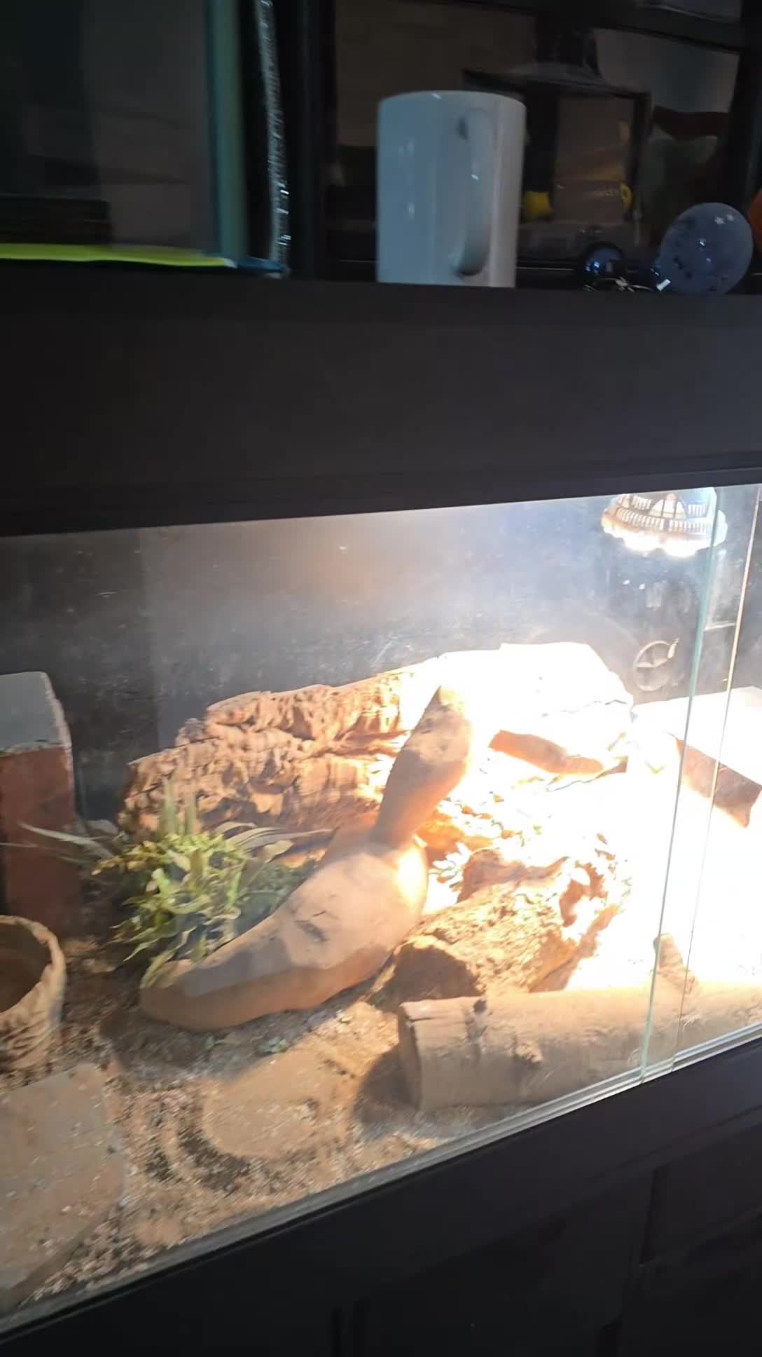 Bearded Dragon reptiles for sale: Bearded Dragon with Viv & Accessories  - Video 5