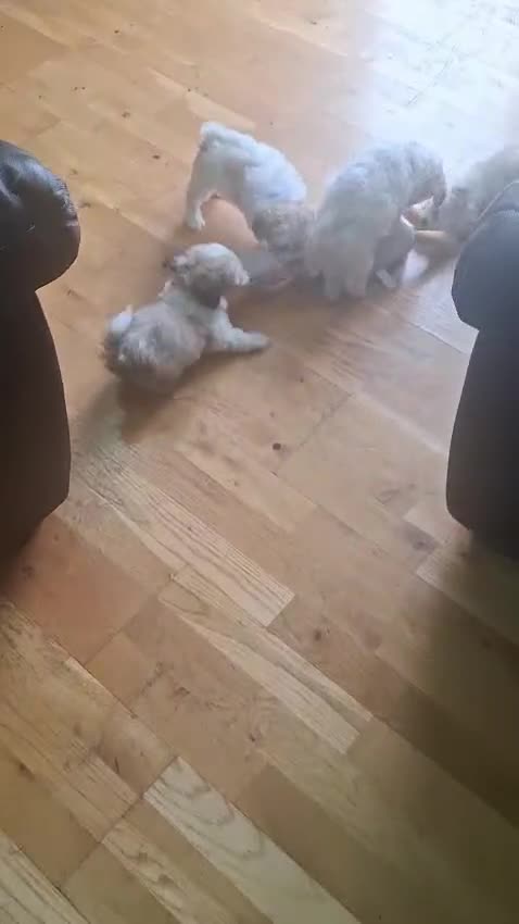 Mixed Breed dogs for sale: Shihchon puppies  in Newton Stewart - Video 2